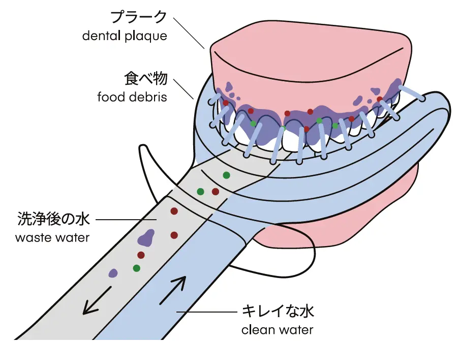 Smarteeの洗浄機構と構造「構造そのものが機能」となる設計。プラークや食べ物のついた歯に綺麗な水を高圧で当て、洗浄後の水を回収します。